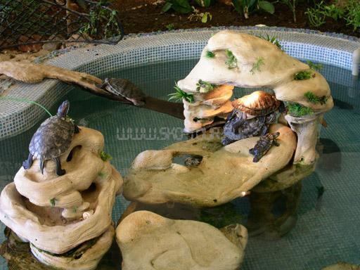 Зимний сад с черепахами