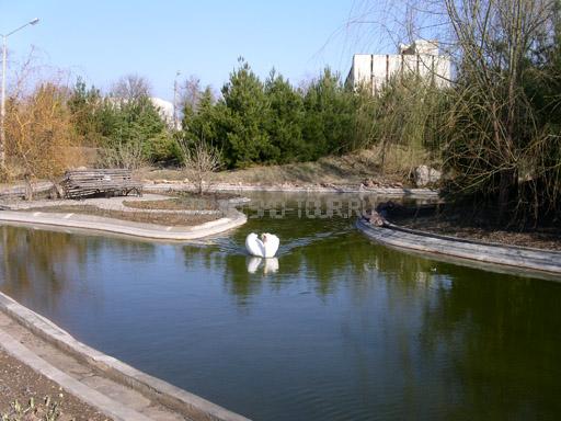 Озеро с лебедями