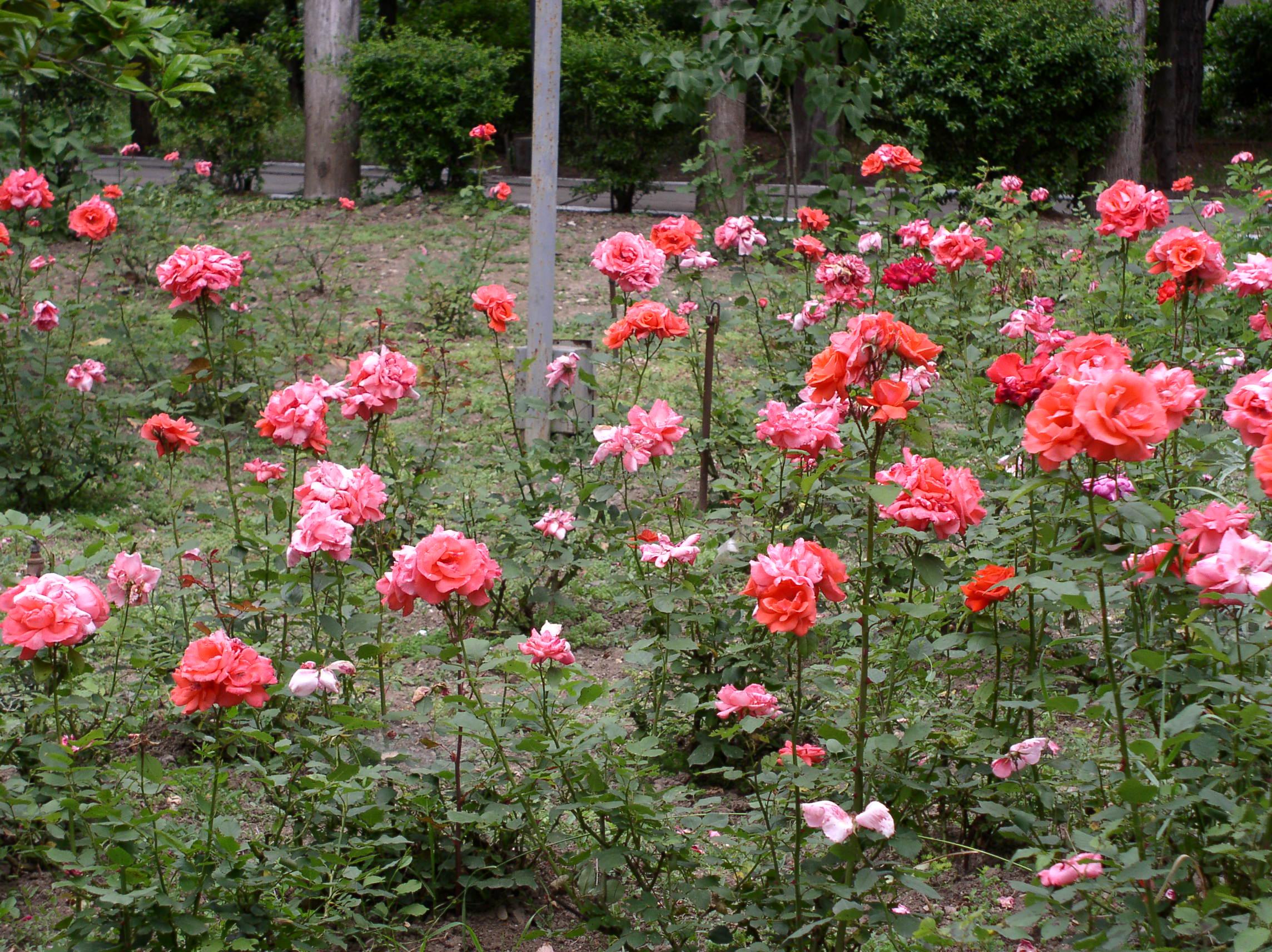 Цветник перед санаторием