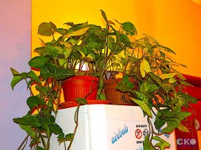 Хостел Chillax