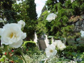 Лиго Морская