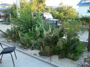 Кактус Гостевой дом