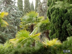 Профессорский уголок Пансионат