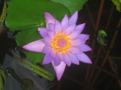 Отель ANGAGA ISLAND RESORT & SPA 4*