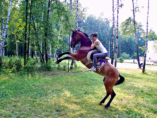 Конная прогулка