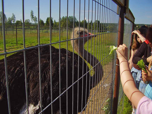 ДОЛ «Волна»