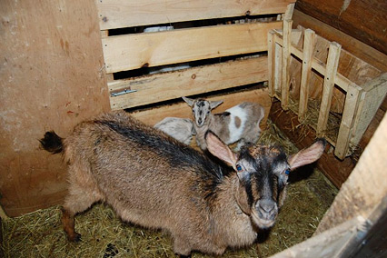 отель «Улиткино»