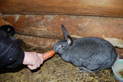 отель «Улиткино»