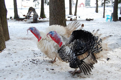 отель «Улиткино»