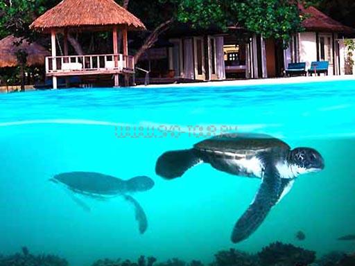 Отель Banyan Tree Maldives Vabbinfaru 5