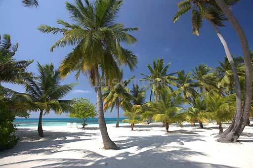 Отель Club Faru 4 *